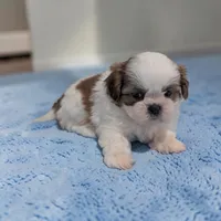 Duffy, a male Shih Tzu for sale in Dundee, OH – 2 of 5