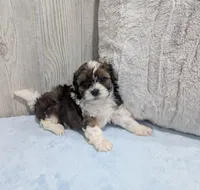 Teddy, a male Shihpoo for sale in Dundee, OH – 5 of 6