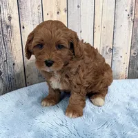 Logan, a male Cavapoo for sale in Dundee, OH – 2 of 4
