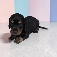 Blakely, a female Miniature Dachshund for sale in Dundee, OH – Photo 2 of 5