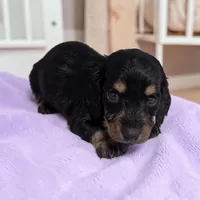 Blakely, a female Miniature Dachshund for sale in Dundee, OH – Photo 3 of 5