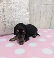 Blakely, a female Miniature Dachshund for sale in Dundee, OH – Photo 4 of 5