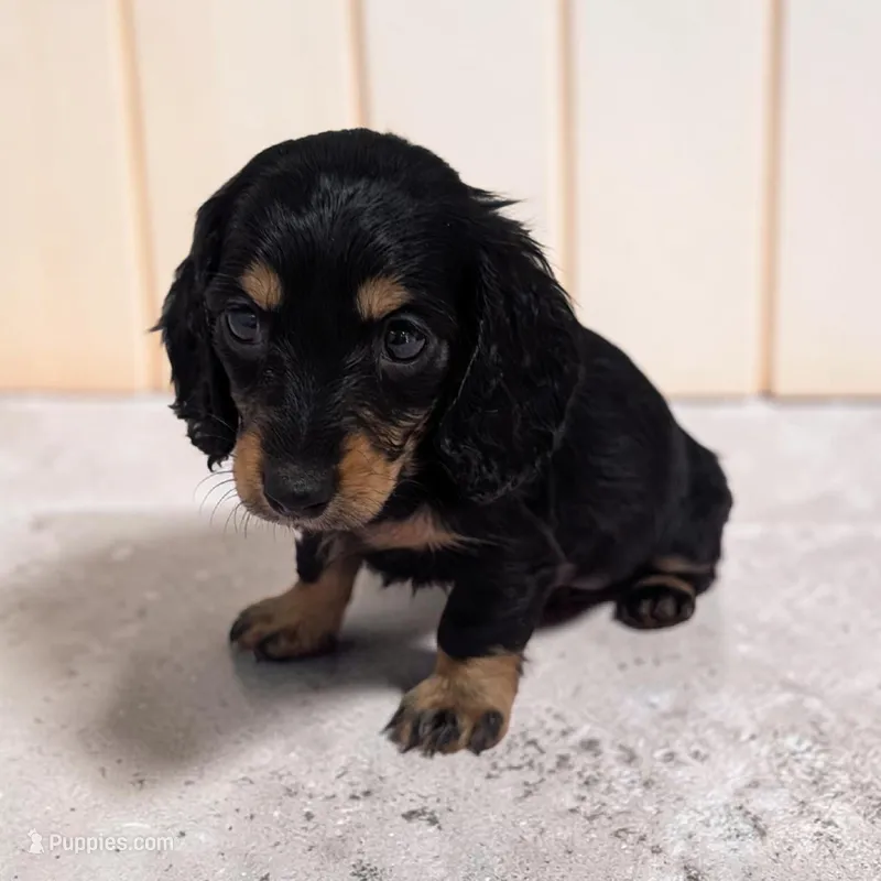 Blakely – Miniature Dachshund puppy for sale in Dundee, OH