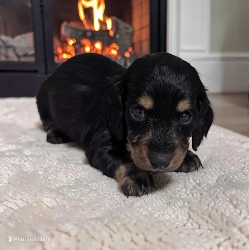 Blakely – Miniature Dachshund puppy for sale in Dundee, OH