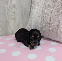 Blakely, a female Miniature Dachshund for sale in Dundee, OH – Photo 5 of 5