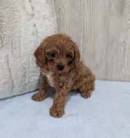 Arnold, a male Cavapoo for sale in Dundee, OH – 4 of 5