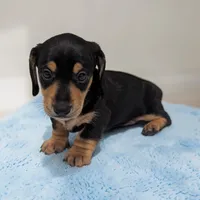 Pebbles, a male Miniature Dachshund for sale in Dundee, OH – 2 of 5