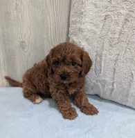 Archie, a male Cavapoo for sale in Dundee, OH – 3 of 5