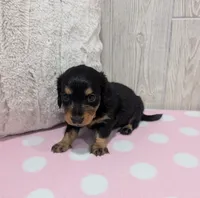 Midnight, a female Miniature Dachshund for sale in Dundee, OH – 5 of 5