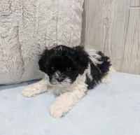 Oreo, a male Shihpoo for sale in Dundee, OH – Photo 5 of 5