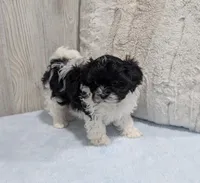 Oreo, a male Shihpoo for sale in Dundee, OH – Photo 4 of 5