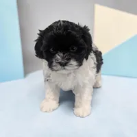 Oreo, a male Shihpoo for sale in Dundee, OH – Photo 3 of 5