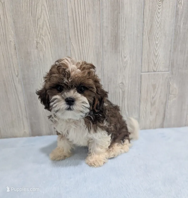 Teddy – Shihpoo puppy for sale in Dundee, OH