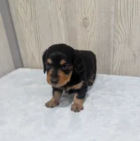 Benji, a male Miniature Dachshund for sale in Dundee, OH – 5 of 5