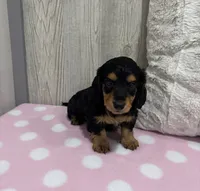 Brandy, a female Miniature Dachshund for sale in Dundee, OH – 4 of 4