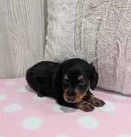 Maple, a female Miniature Dachshund for sale in Dundee, OH – 4 of 5