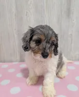 Callie, a female Cavapoo for sale in Dundee, OH – 6 of 6