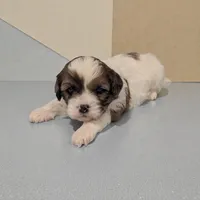 Rascal, a male Shihpoo for sale in Dundee, OH – Photo 1 of 4