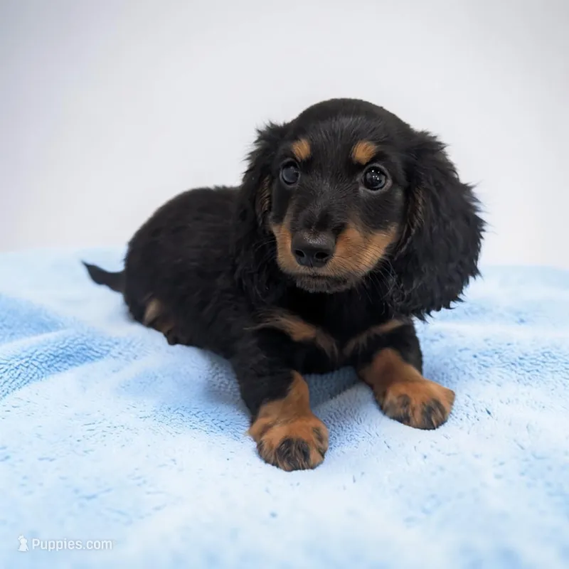 Blake – Miniature Dachshund puppy for sale in Dundee, OH