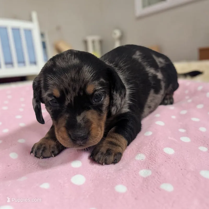 Scarlet – Miniature Dachshund puppy for sale in Dundee, OH