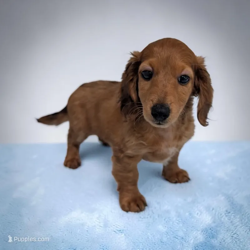 Brownie – Miniature Dachshund puppy for sale in Dundee, OH