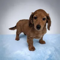 Brownie, a male Miniature Dachshund for sale in Dundee, OH – 1 of 5