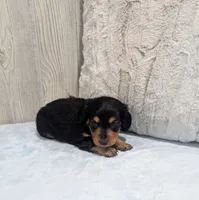 Benji, a male Miniature Dachshund for sale in Dundee, OH – 4 of 5