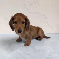 Brownie, a male Miniature Dachshund for sale in Dundee, OH – 2 of 5