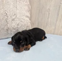 Silas, a male Miniature Dachshund for sale in Dundee, OH – 4 of 4