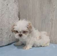 Rubble, a male Shih Tzu for sale in Dundee, OH – 4 of 6