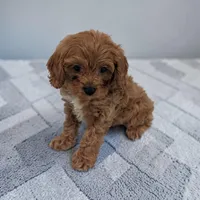 Arnold, a male Cavapoo for sale in Dundee, OH – 2 of 5