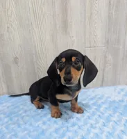 Pebbles, a male Miniature Dachshund for sale in Dundee, OH – 3 of 5