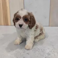 Asher, a male Cavapoo for sale in Dundee, OH – 2 of 5