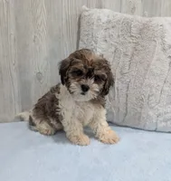 Teddy, a male Shihpoo for sale in Dundee, OH – 4 of 5