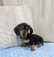 Pebbles, a male Miniature Dachshund for sale in Dundee, OH – 4 of 5