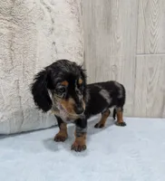Prince, a male Miniature Dachshund for sale in Dundee, OH – 5 of 5