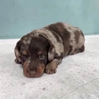 Asher, a male Miniature Dachshund for sale in Dundee, OH – Photo 5 of 5