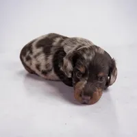 Asher, a male Miniature Dachshund for sale in Dundee, OH – Photo 4 of 5