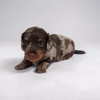 Asher, a male Miniature Dachshund for sale in Dundee, OH – Photo 3 of 5