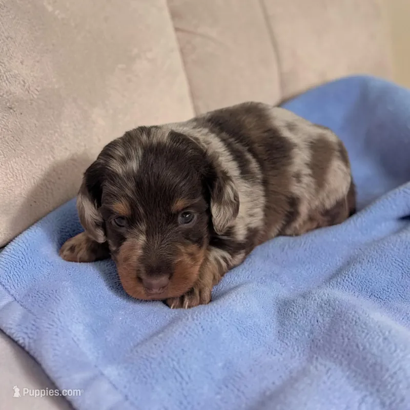 Asher – Miniature Dachshund puppy for sale in Dundee, OH
