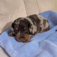 Asher, a male Miniature Dachshund for sale in Dundee, OH – Photo 1 of 5