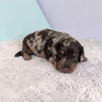 Asher, a male Miniature Dachshund for sale in Dundee, OH – Photo 2 of 5