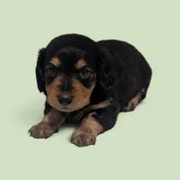 Benji, a male Miniature Dachshund for sale in Dundee, OH – 2 of 5