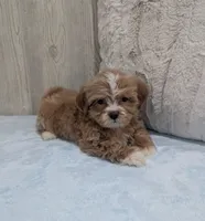Luke, a male Shihpoo for sale in Dundee, OH – 4 of 6