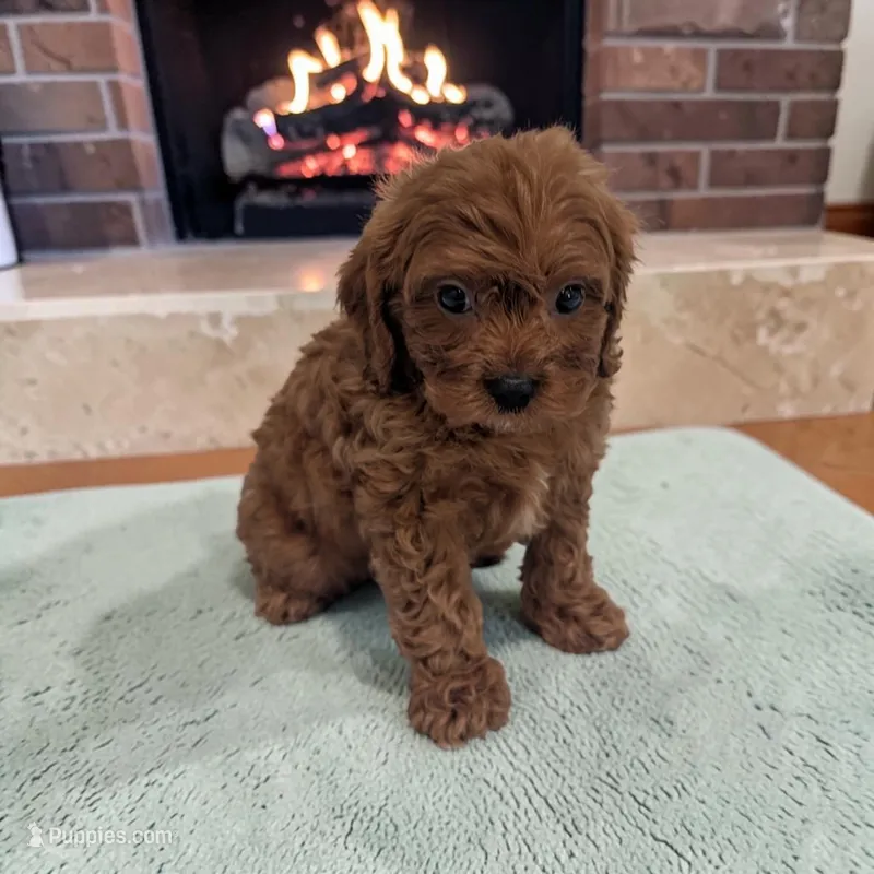 Archie – Cavapoo puppy for sale in Dundee, OH
