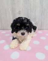 Cherry, a female Cavapoo for sale in Dundee, OH – 6 of 6