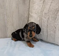 Snoopy, a male Miniature Dachshund for sale in Dundee, OH – Photo 6 of 6