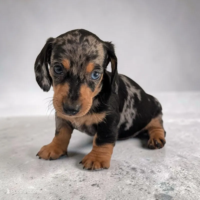 Snoopy – Miniature Dachshund puppy for sale in Dundee, OH