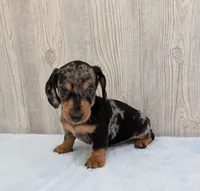 Snoopy, a male Miniature Dachshund for sale in Dundee, OH – Photo 3 of 6