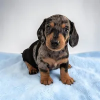 Snoopy, a male Miniature Dachshund for sale in Dundee, OH – Photo 2 of 6